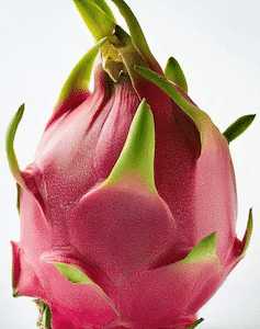 Dragon Fruit (White)